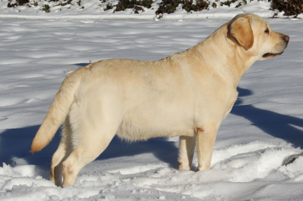 Pretty yellow english-labrador