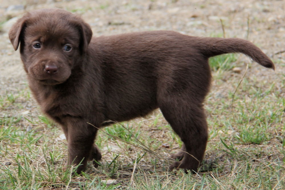 chocolate labrador retriever puppies