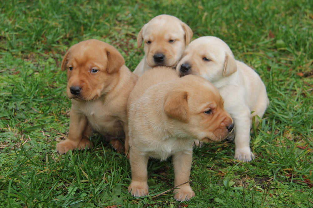 white puppy