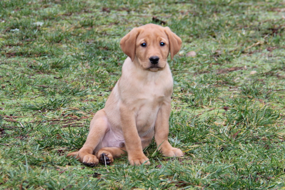 female labrador