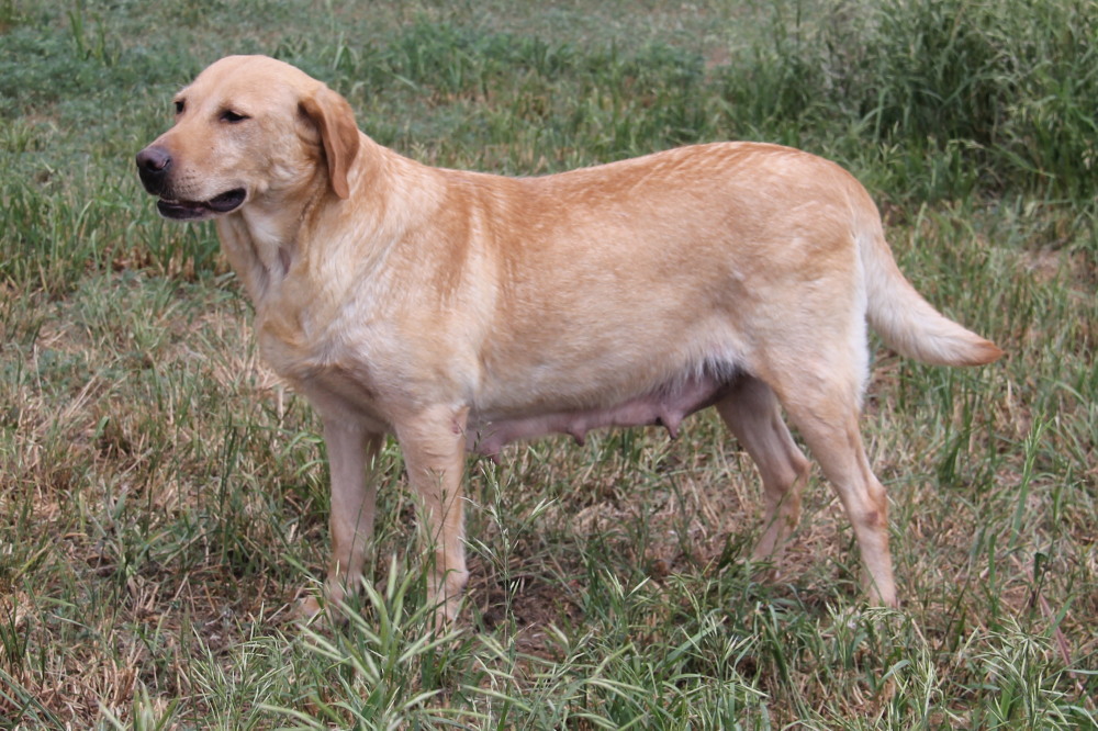 Taylor, labrador retriever