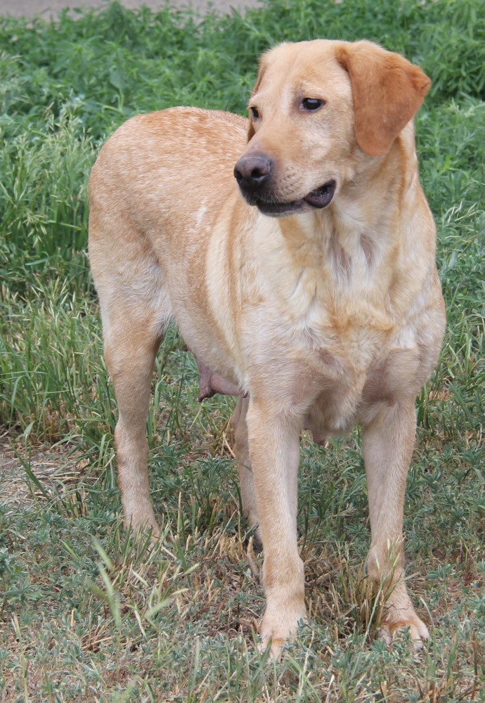 Taylor, sitting labrador retriever