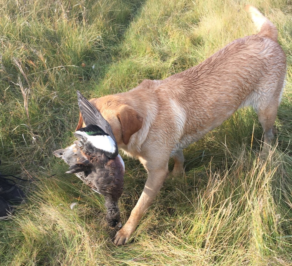 Taylor, retrieving labrador retriever