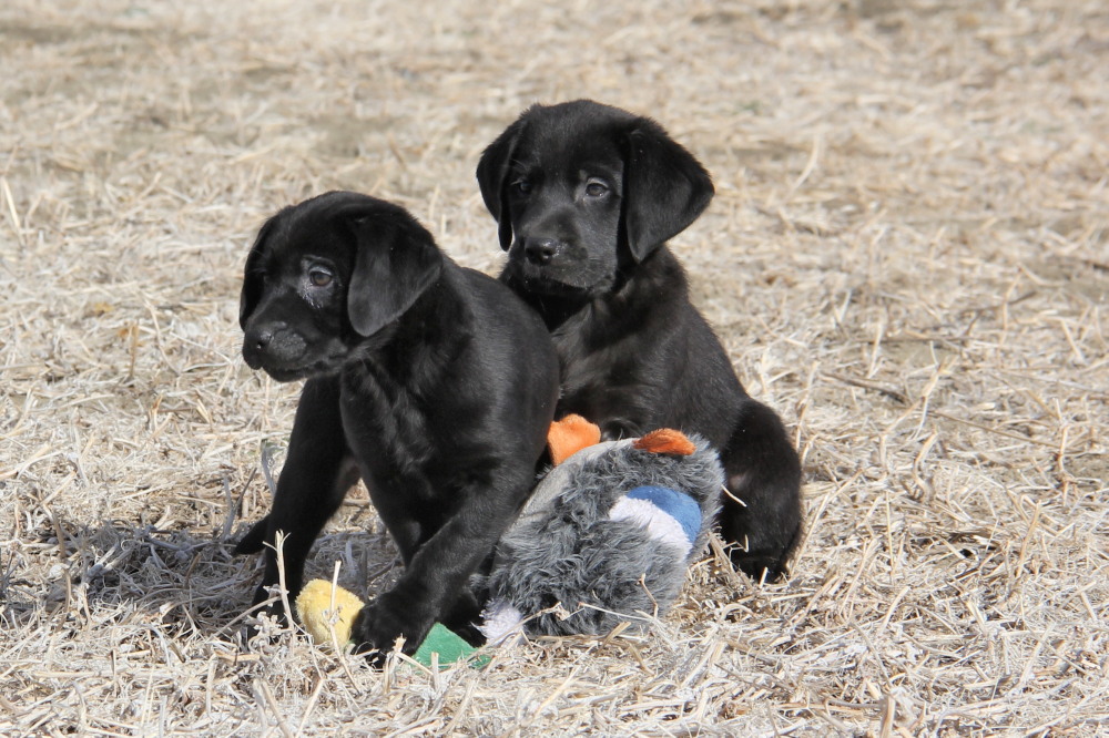 black female labrador