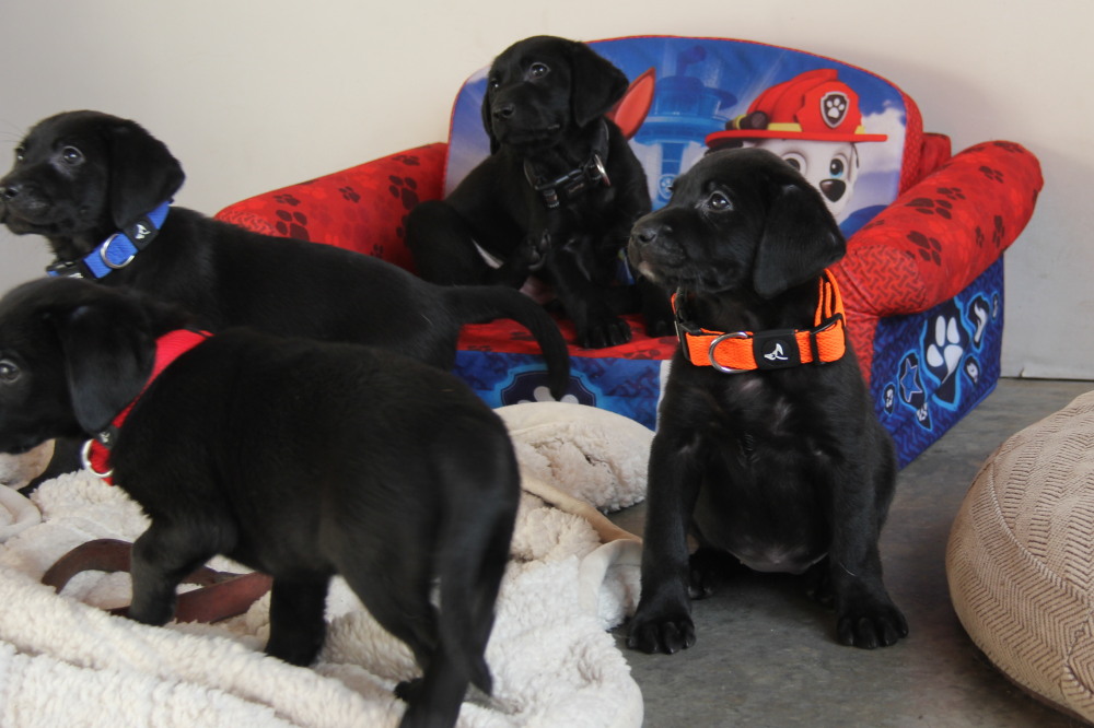 Yellow female C1 lab puppy