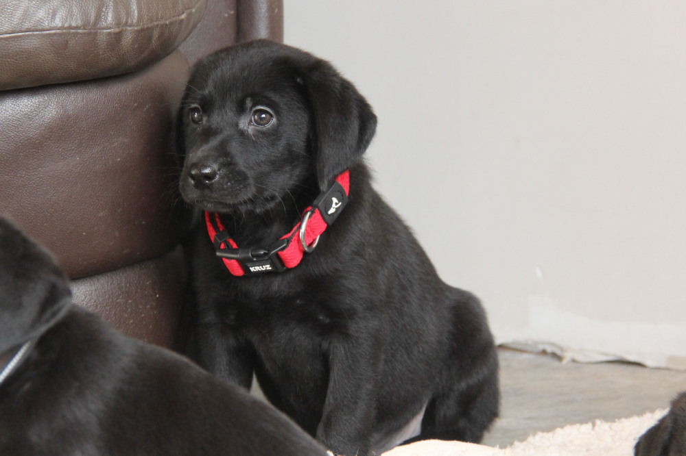 all yellow female and black male puppies