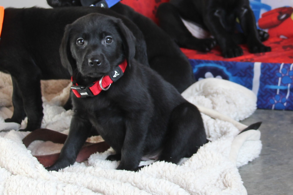 male black puppies