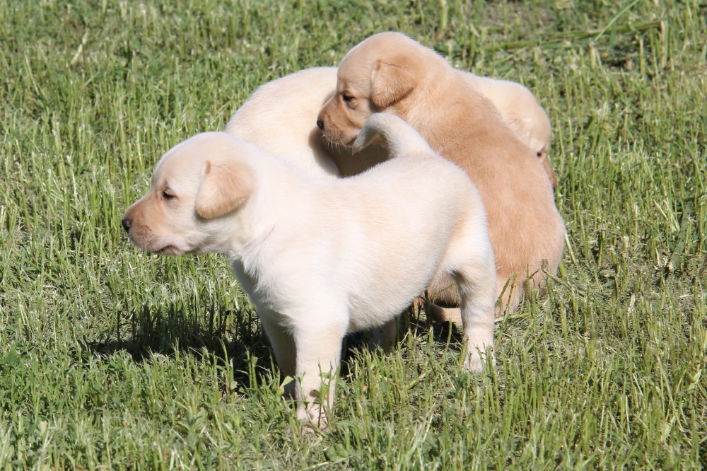 Black female lab puppy
