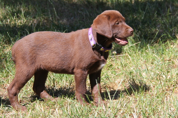 Chocolate male labrador retreiver puppy for sale