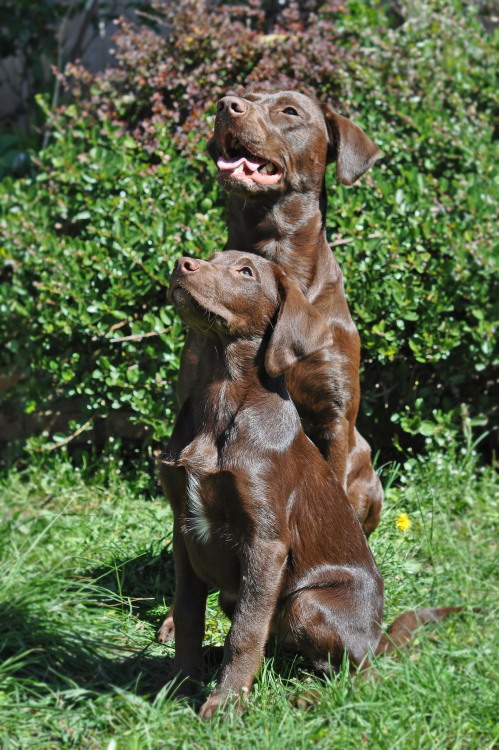 Chocolate labs wit a family in Victoria, BC
