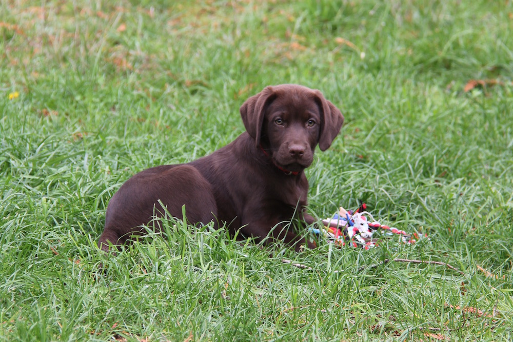 full grown choclate labrador