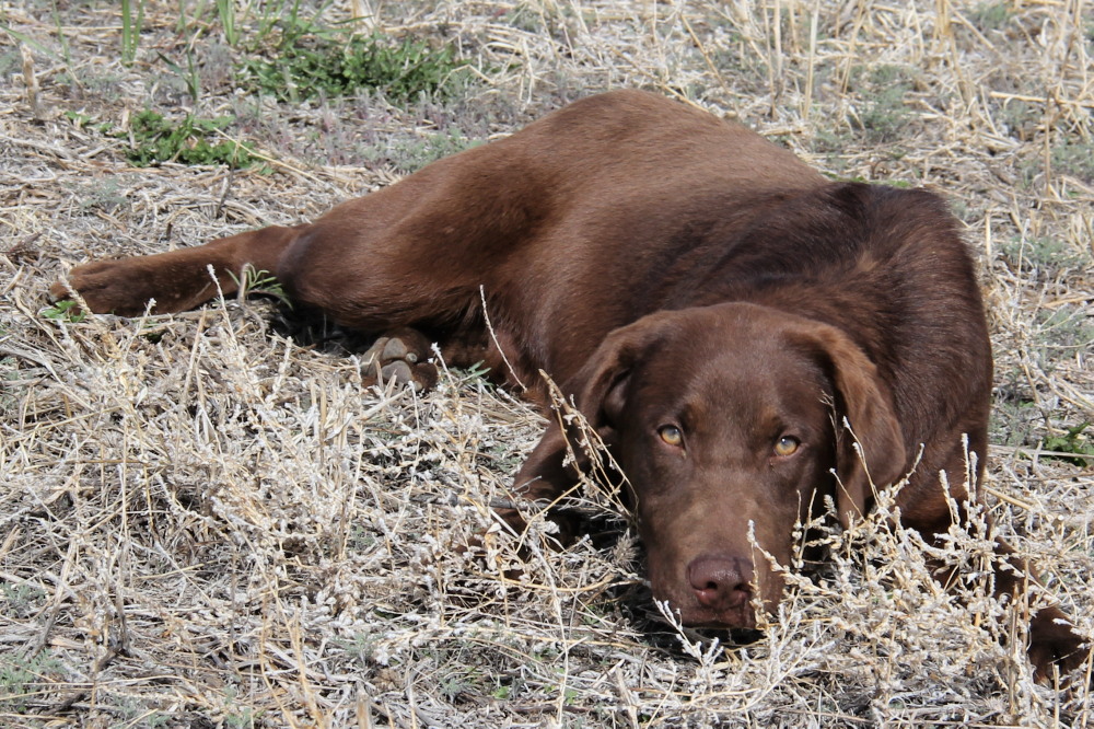 Kevin, side view of a labrador retriever