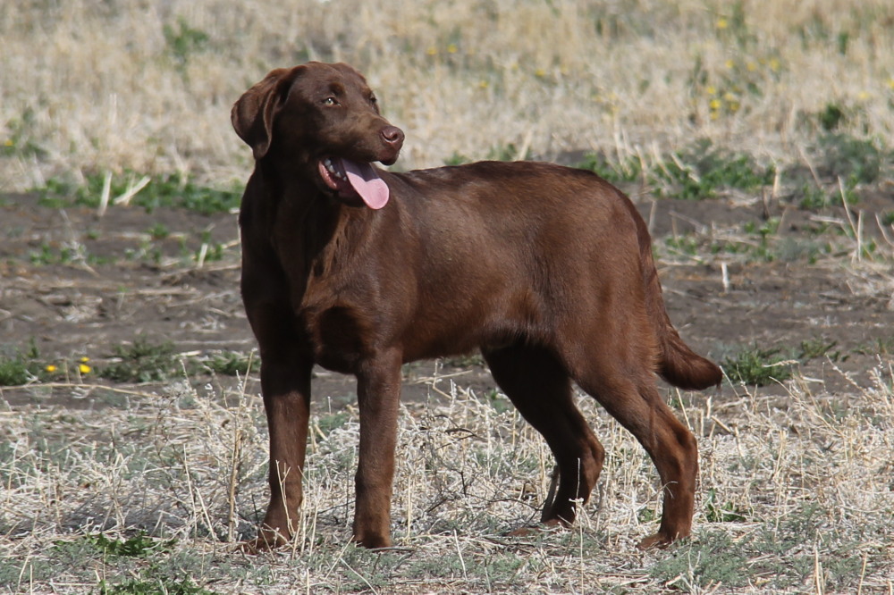 Coco,sitting labrador retriever