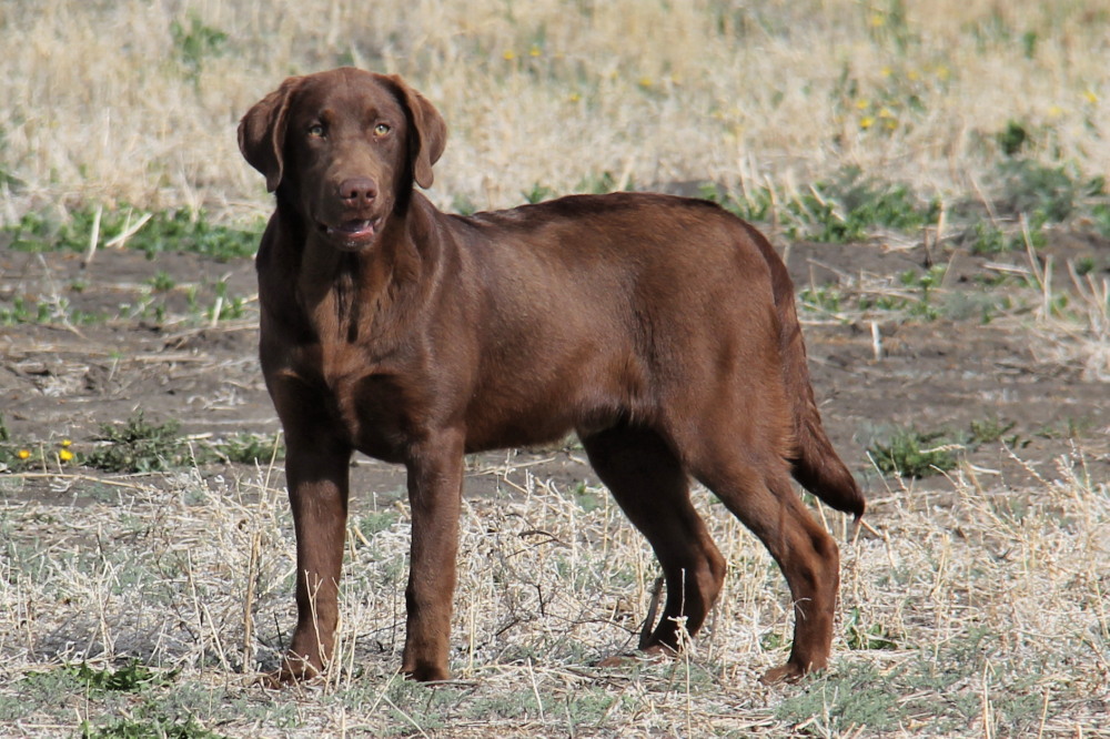 Kevin, sitting labrador retriever