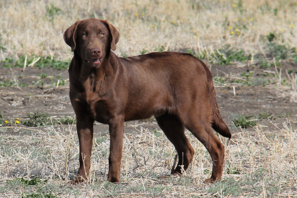 Coco,side view of a  labrador retriever