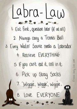 labrador roles
