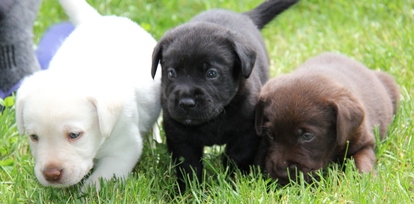 Labs come in three colours