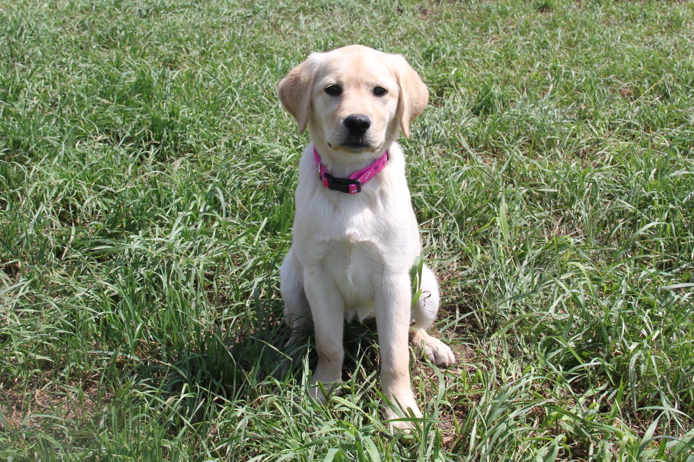 Nolly, labrador retriever