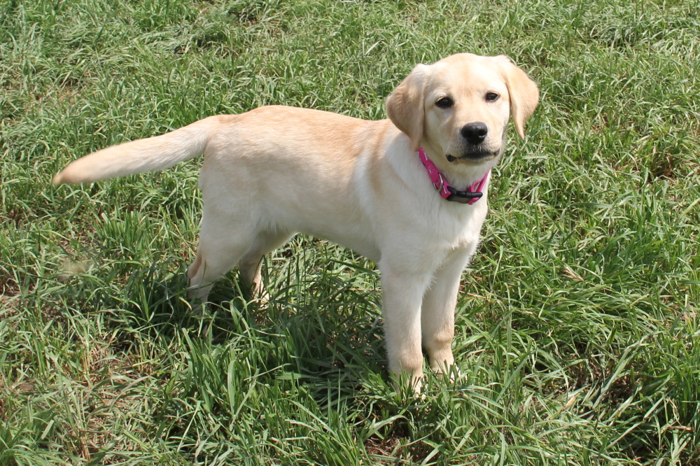 Nolly, sitting labrador retriever