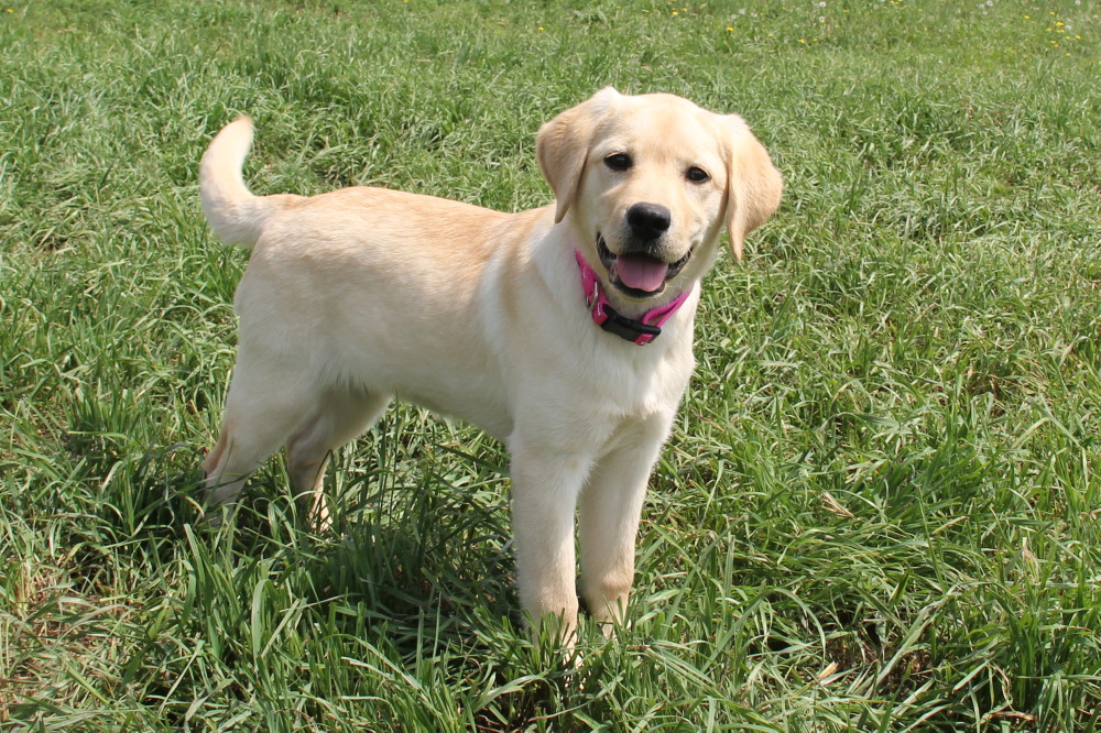 Nolly, side view of a  labrador retriever