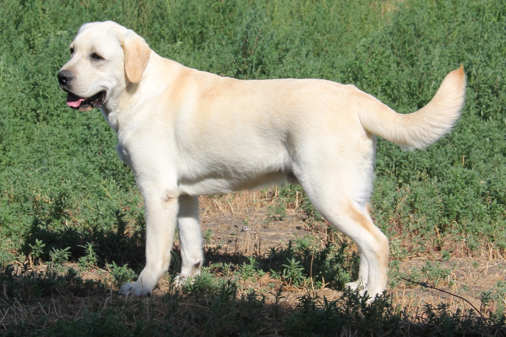 North, male English lab