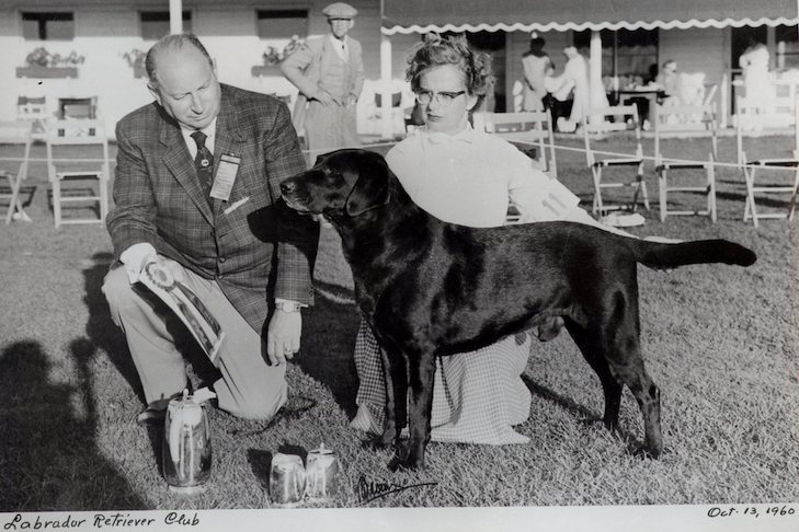 The originallabrador retriever