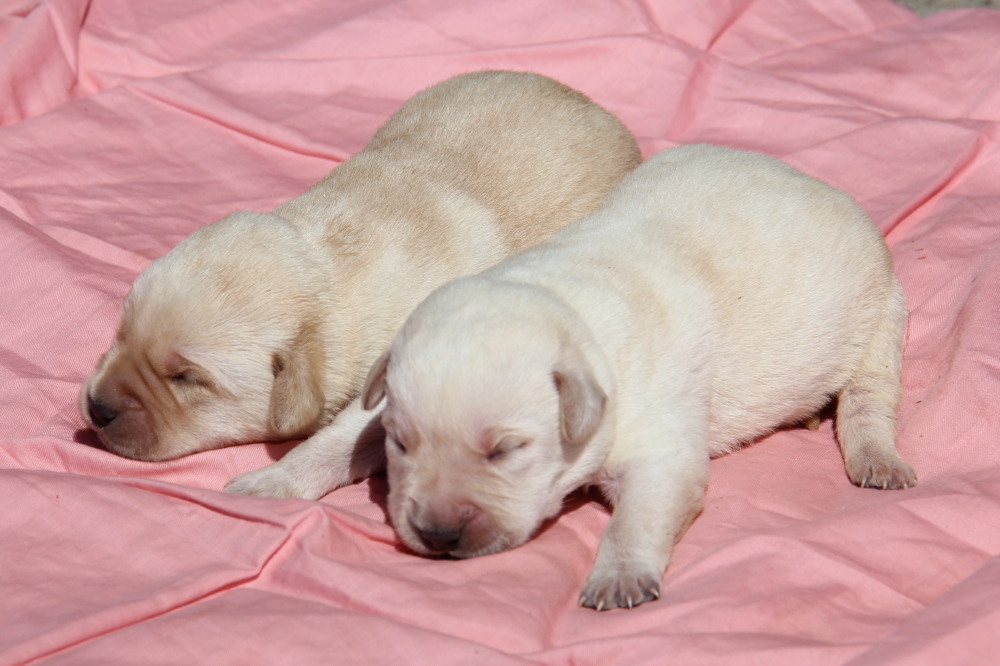 Yellow female labrador