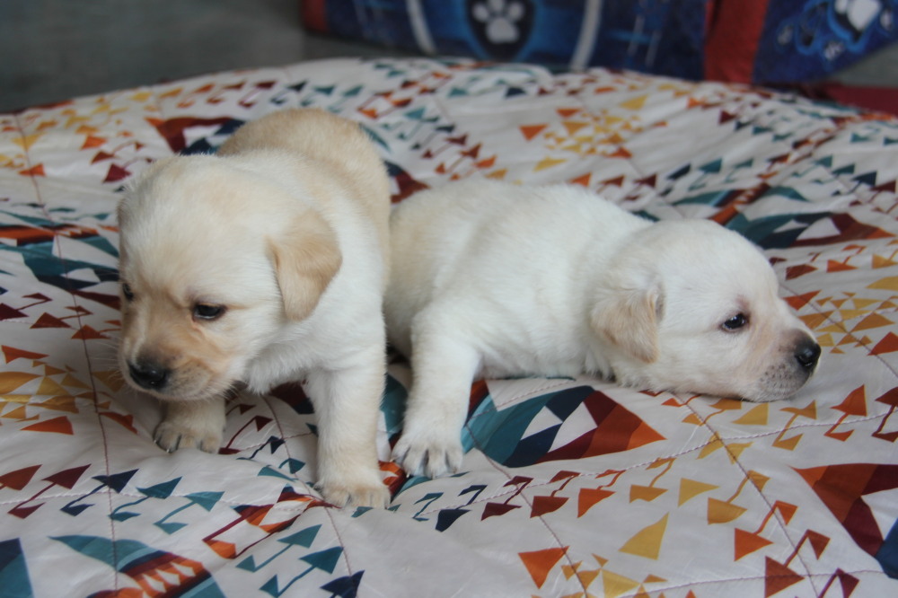 Yellow female labrador