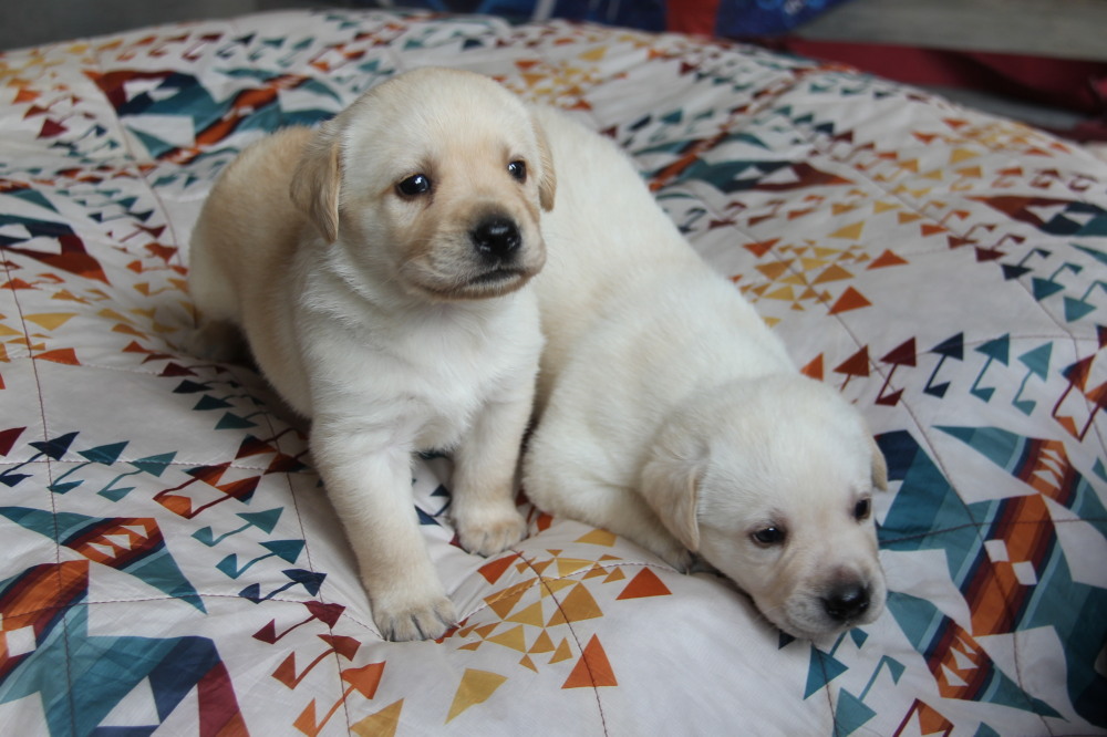 all yellow female labrador puppies