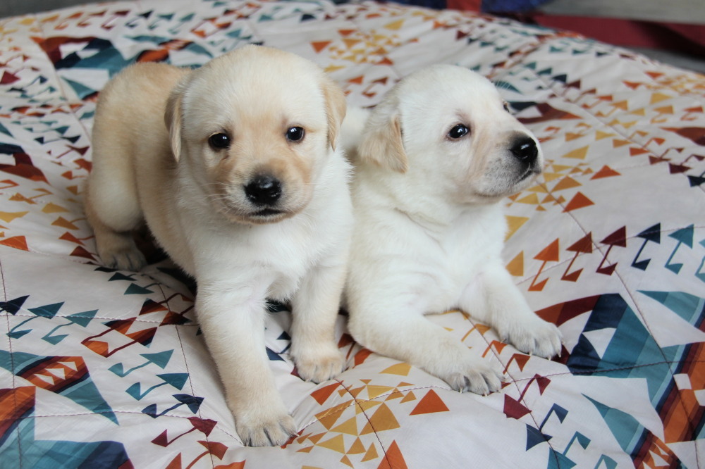 Yellow female labrador pup