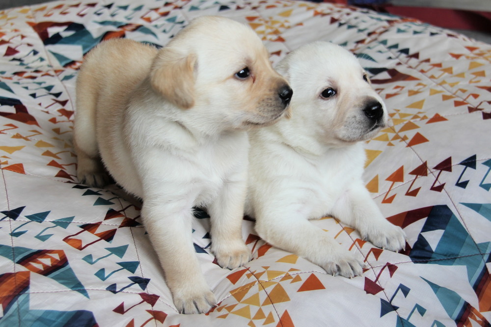 yellow lab puppy
