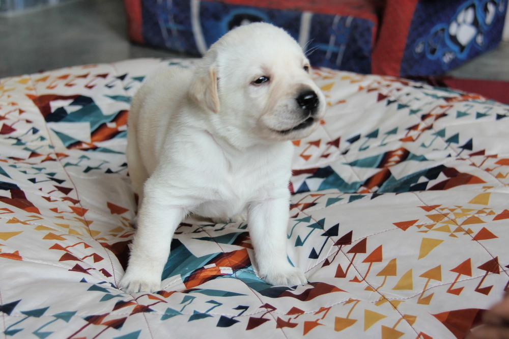 4 week old yellow lab puppy