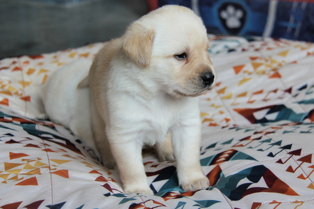 Yellow labrador puppies
