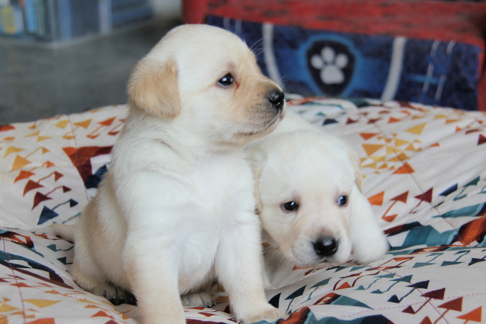 yellow male labrador puppies