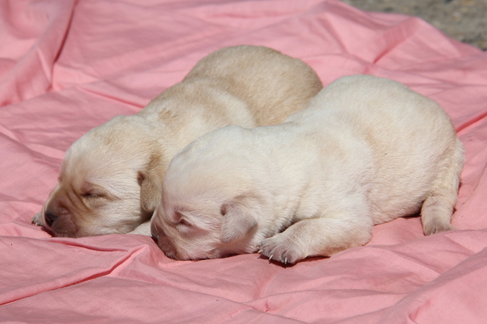 all yellow female labrador puppies