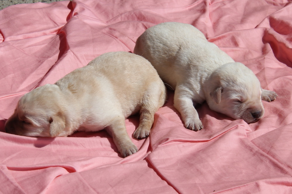 Yellow female labrador pup