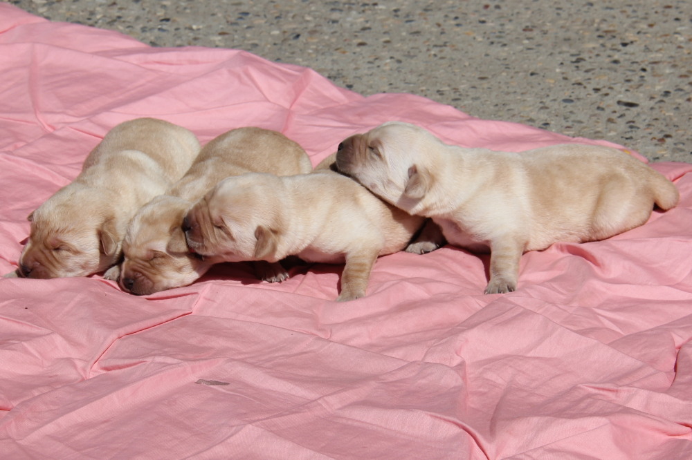 how much does a yellow lab puppy cost