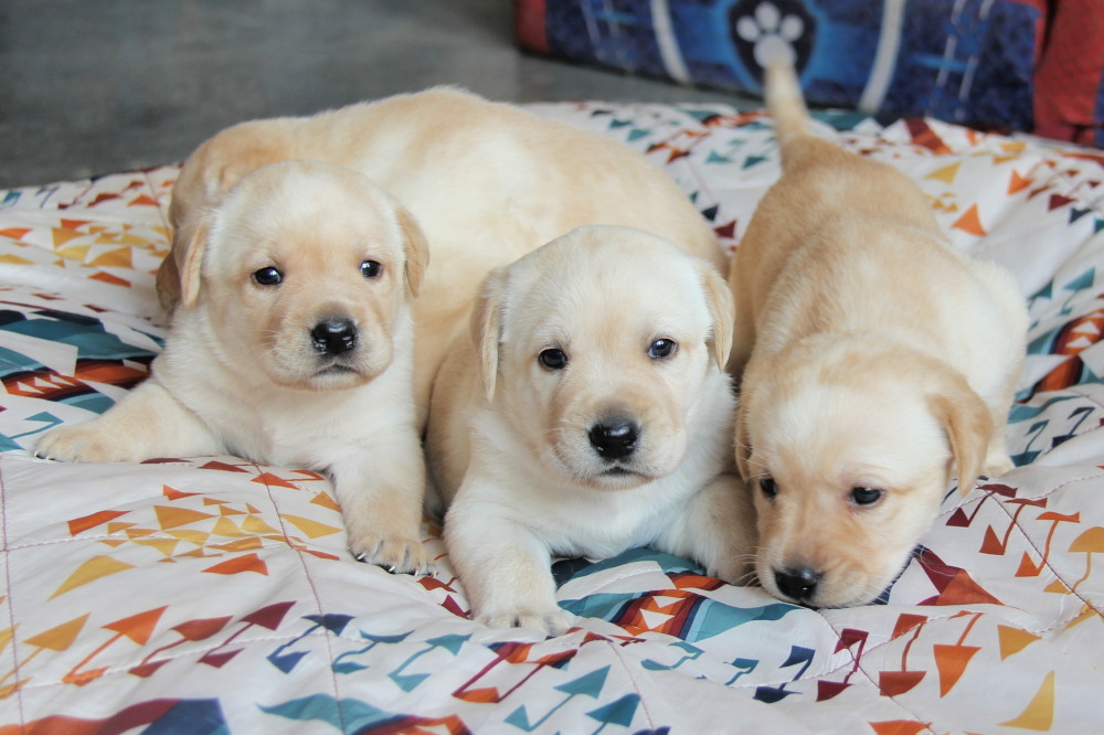 how much does a yellow lab puppy cost