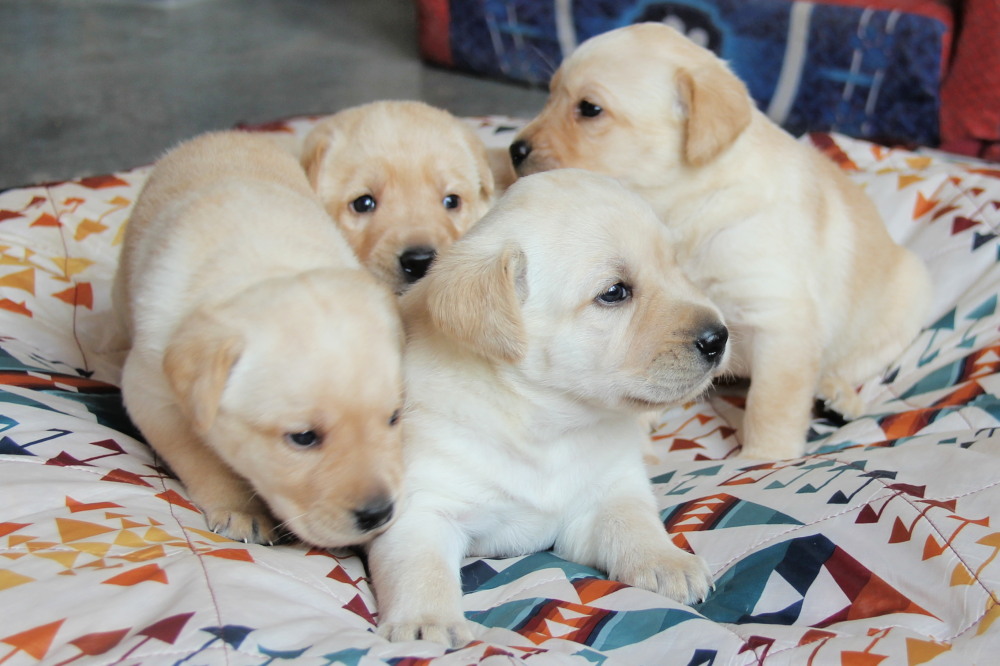 Yellow male A1 lab puppy