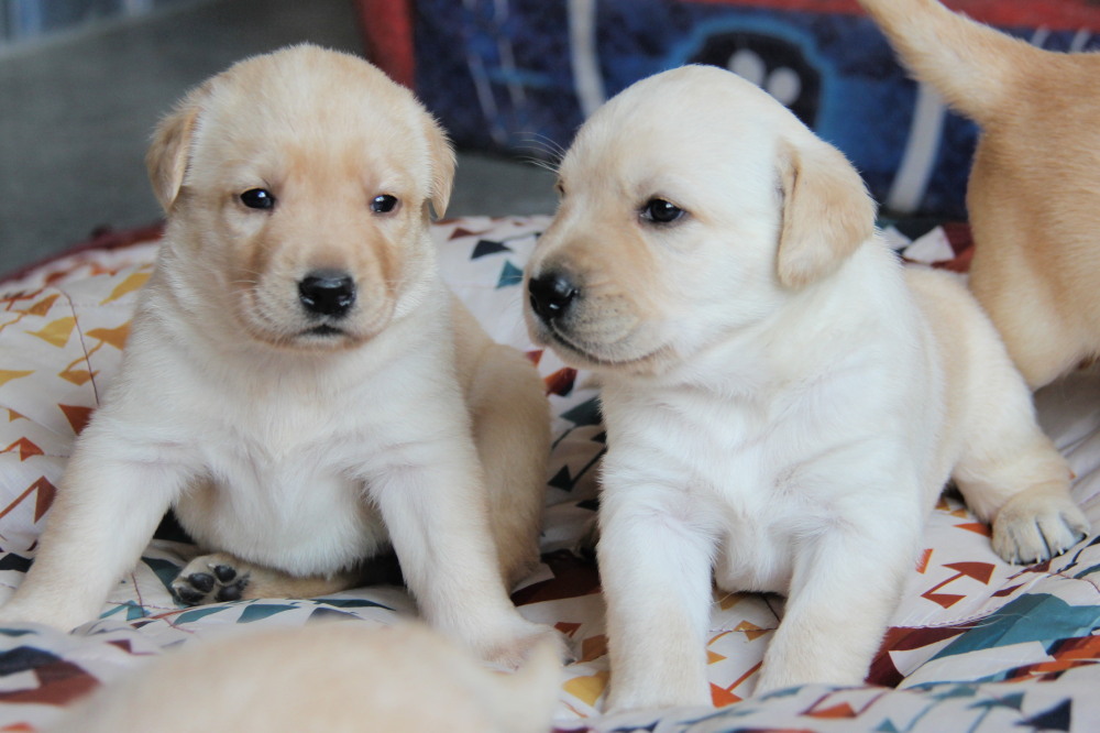 puppies