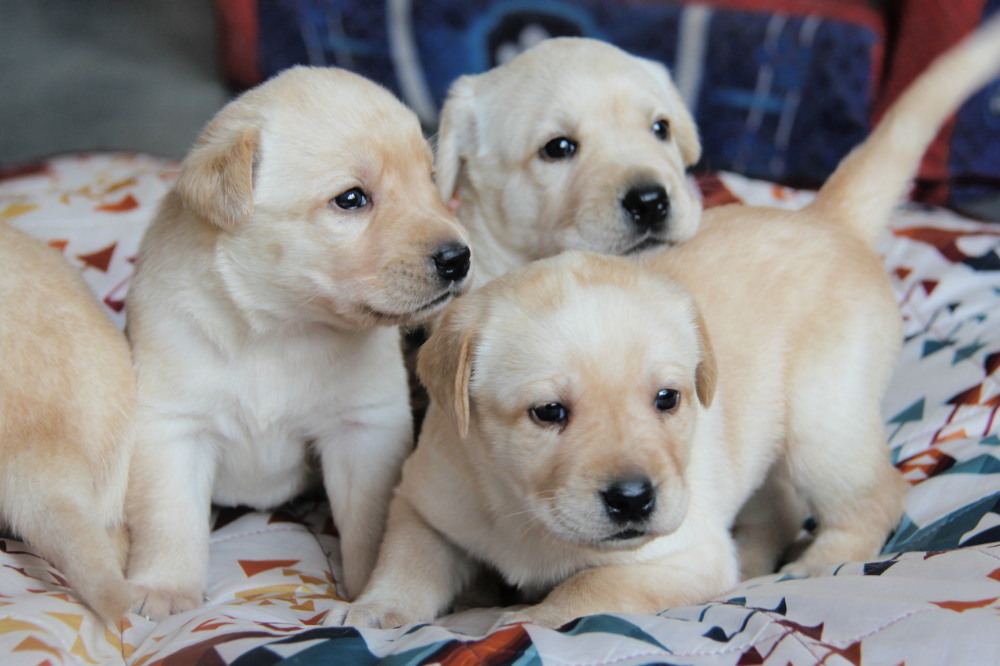 male lab