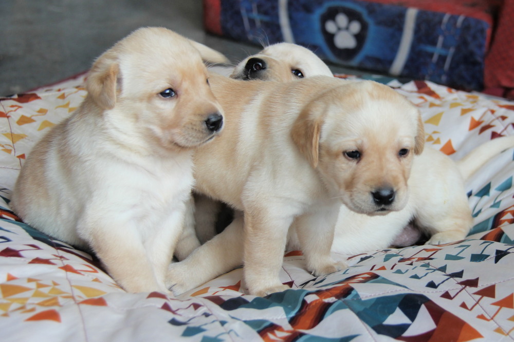 female puppies