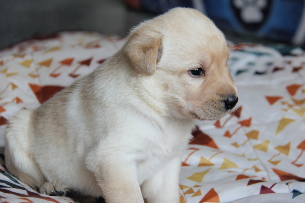 yellow male puppies