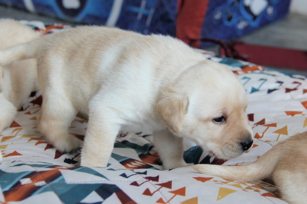 available male pups