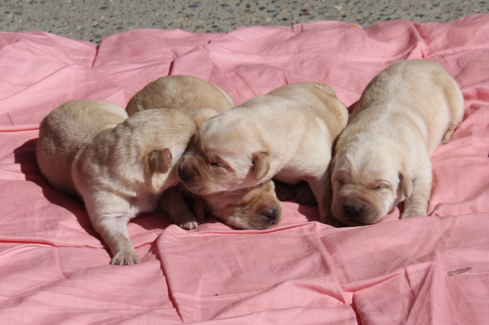 puppies