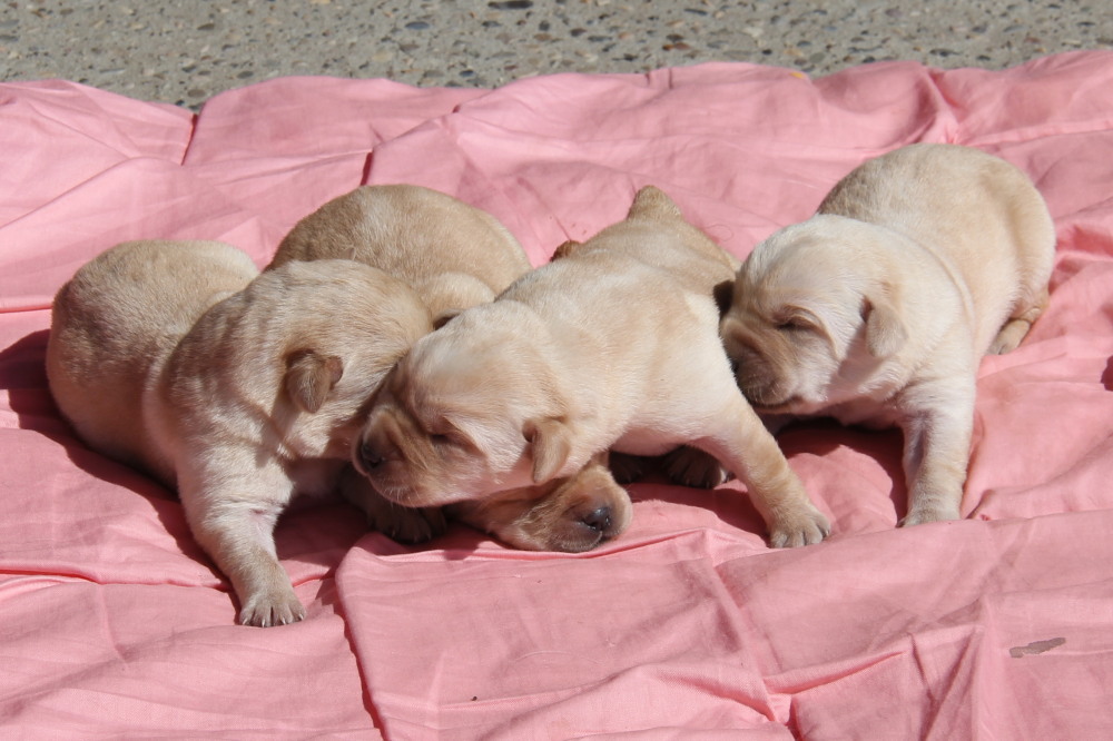 male lab