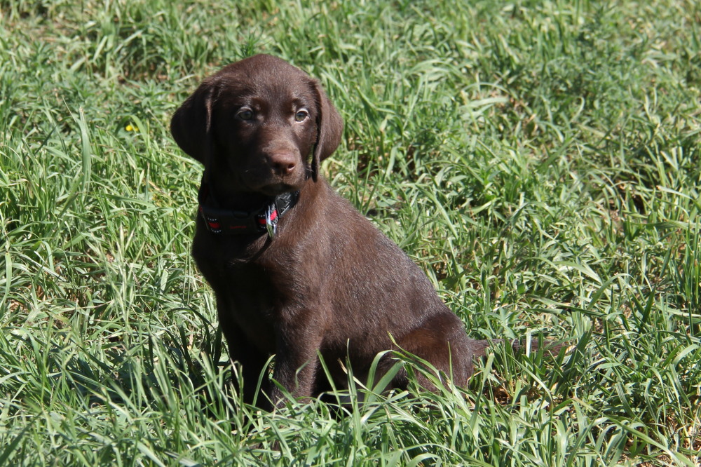choco lab puppies