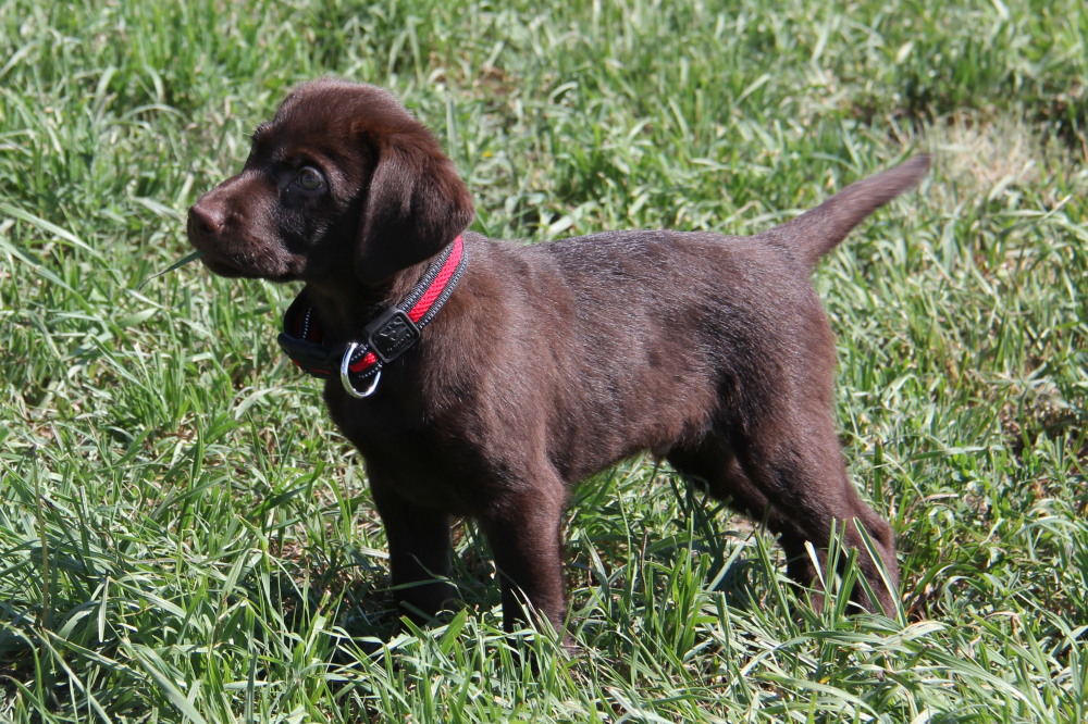 choco lab puppies for sale