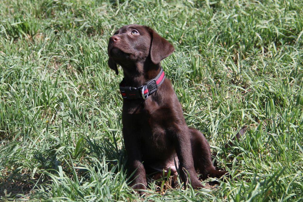 choco lab male pup