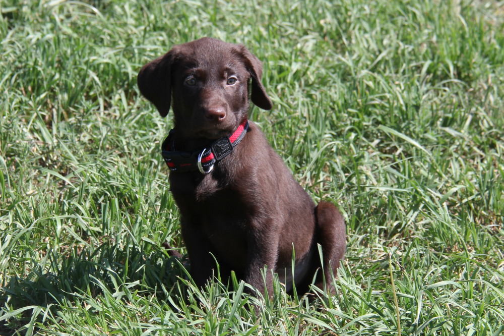 choco lab puppy
